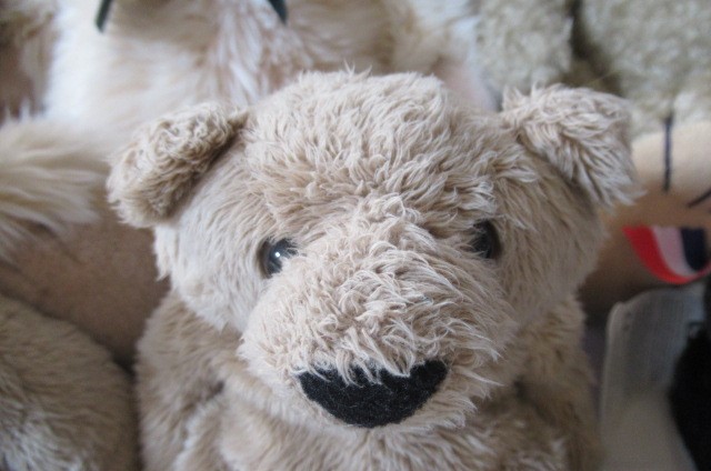 Eight collector's teddy bears Image