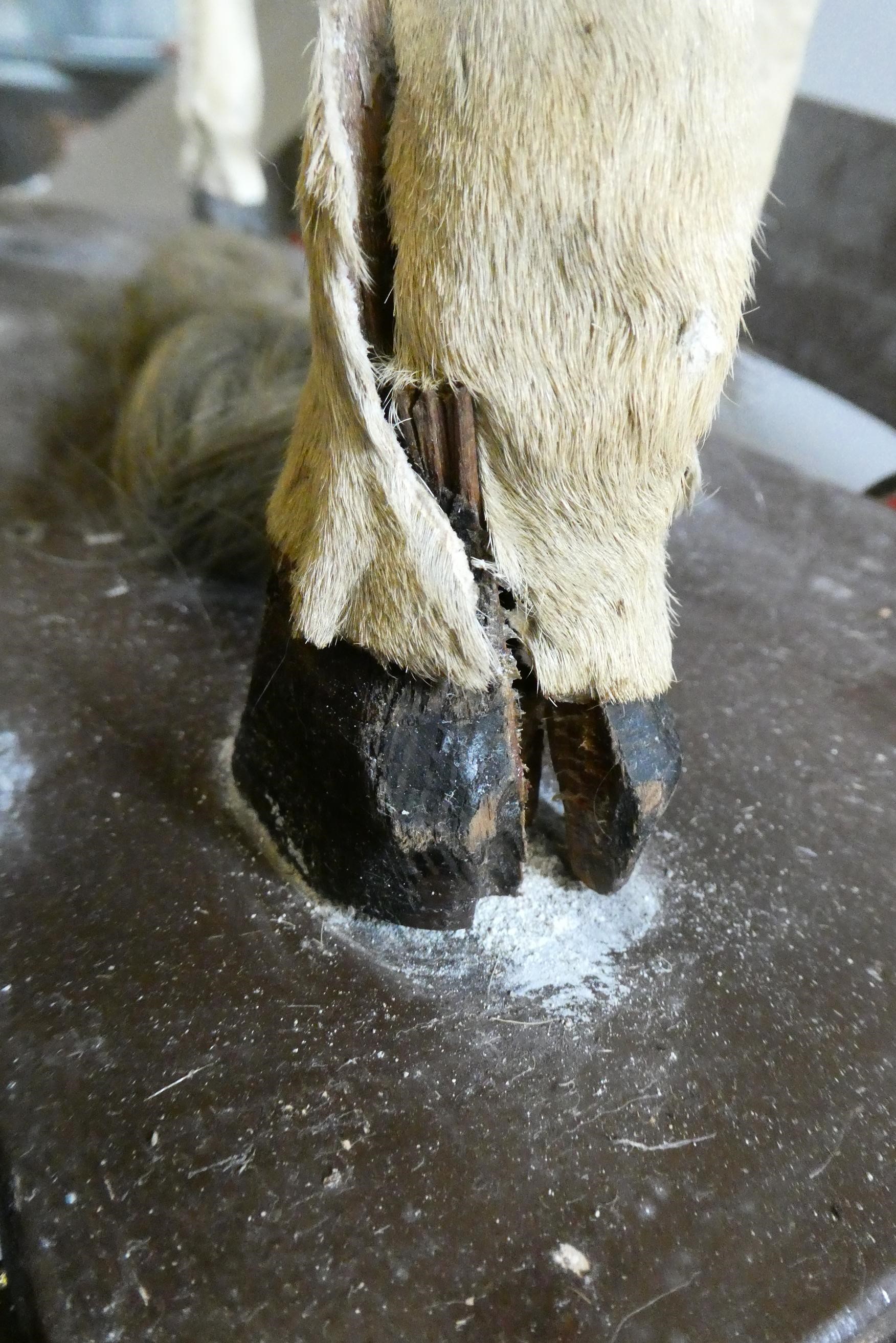 An antique pull-a-long rocking horse Image