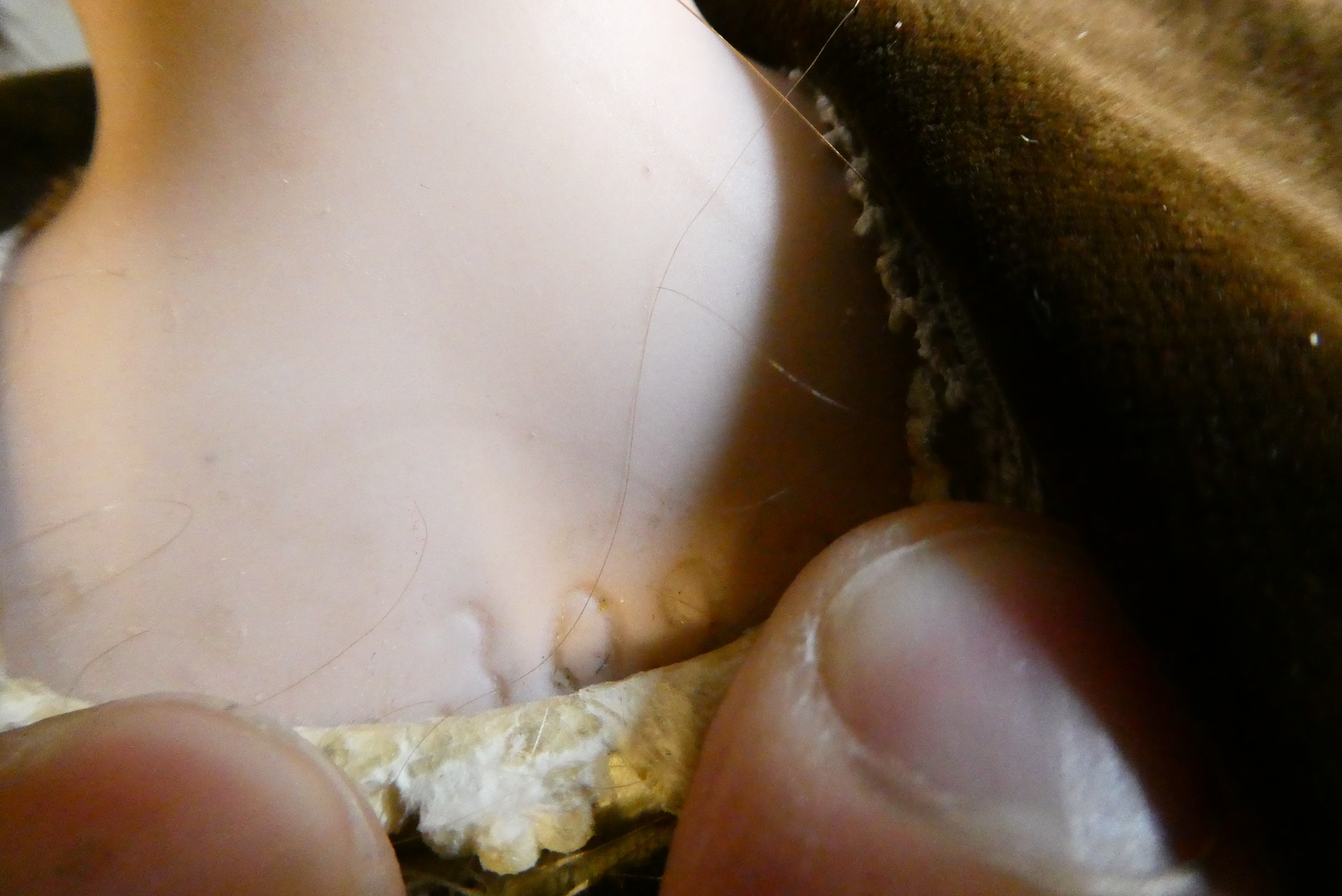 Two shoulder head dolls Image