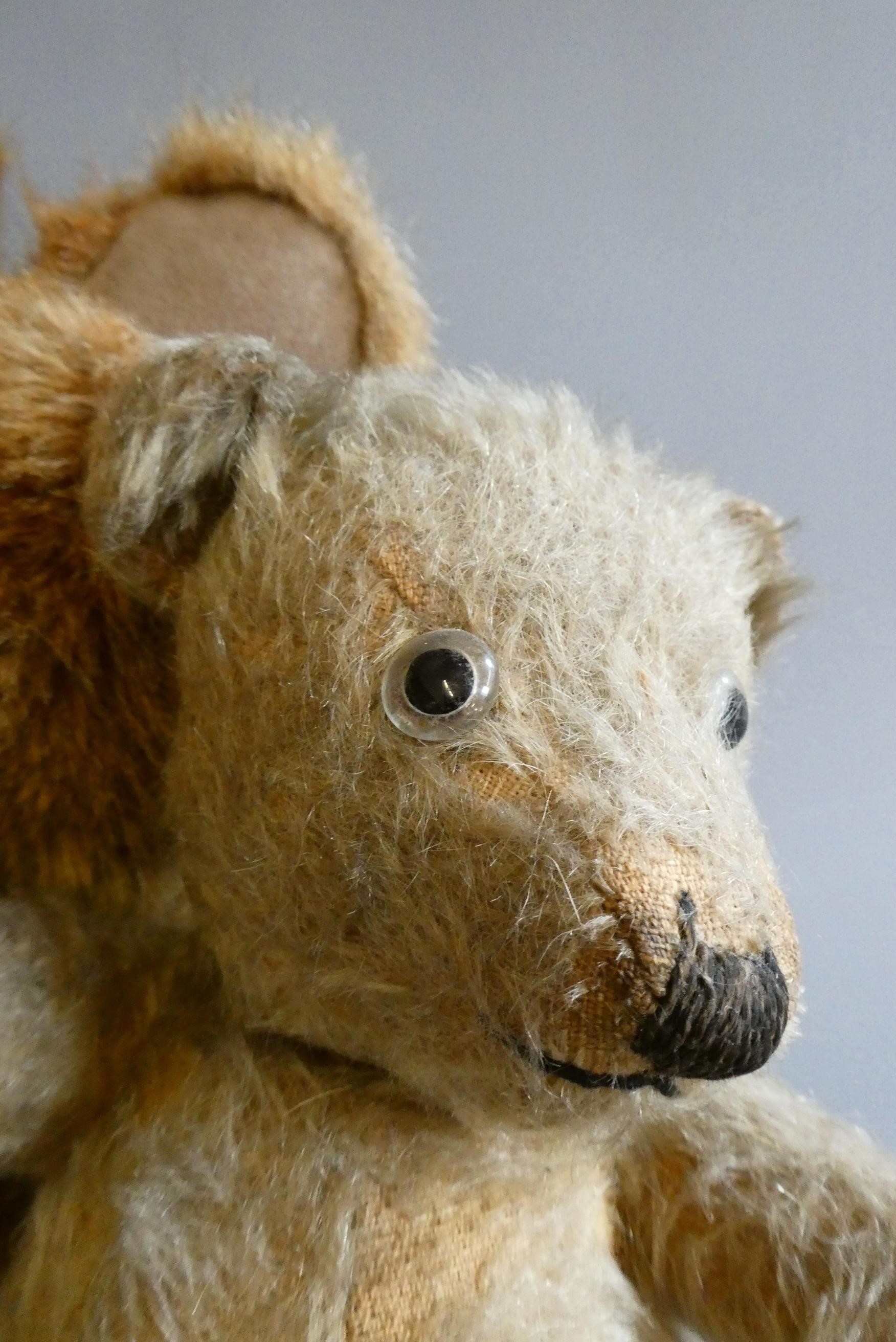 Two teddy bears, comprising an old 12" English bear, with clear glass eyes, sewn nose and light Image