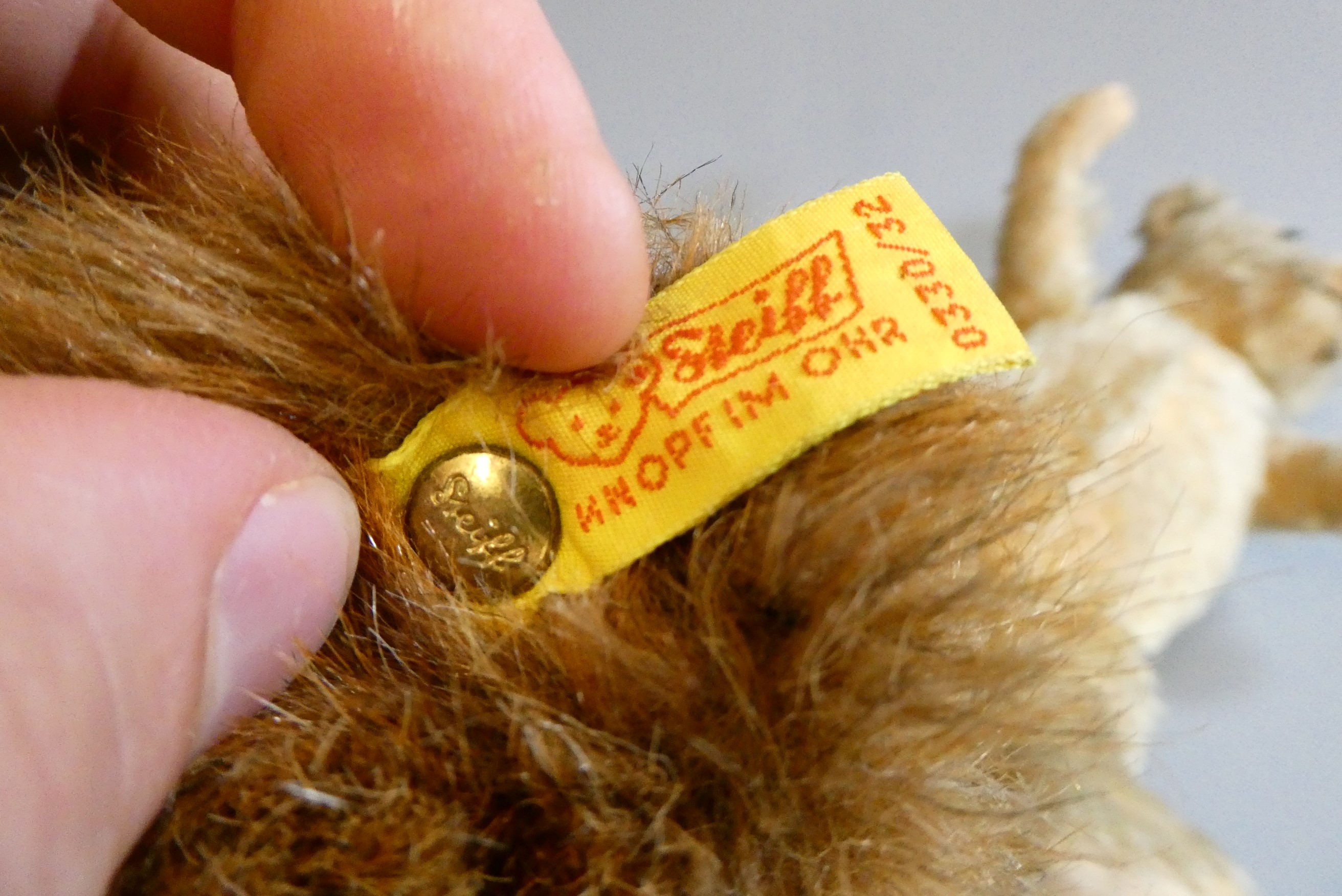 Two teddy bears, comprising an old 12" English bear, with clear glass eyes, sewn nose and light Image