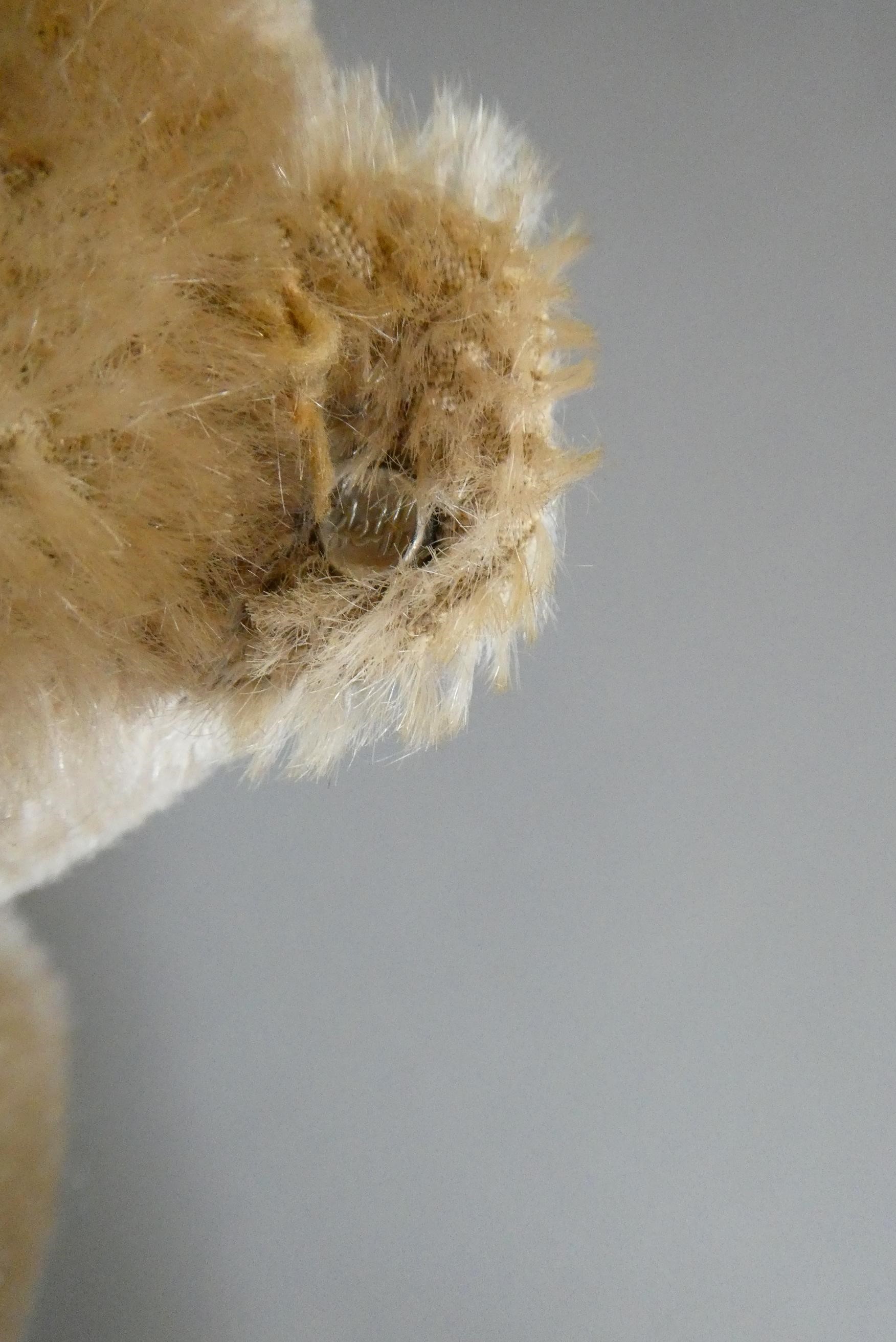 A pair of 1950s Steiff teddy bears, both with amber glass eyes, sewn noses, felt pads and ears with Image