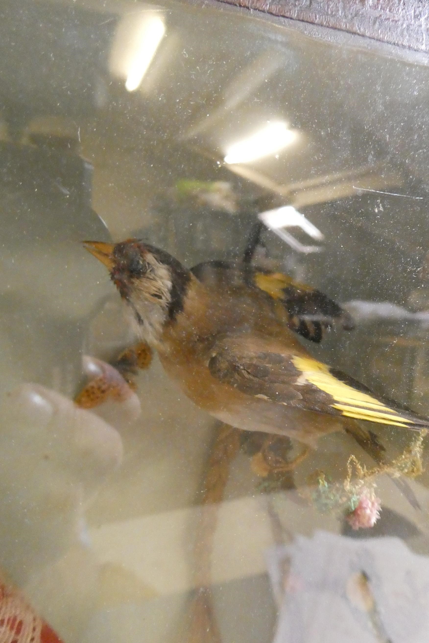A wax head doll and taxidermy diorama Image