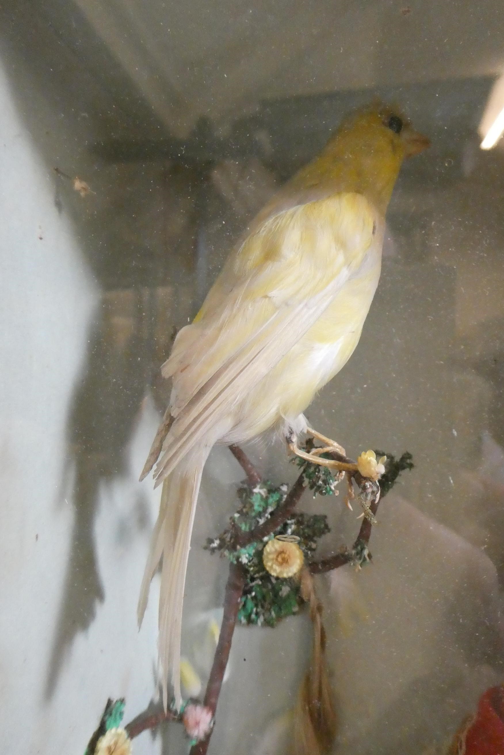 A wax head doll and taxidermy diorama Image