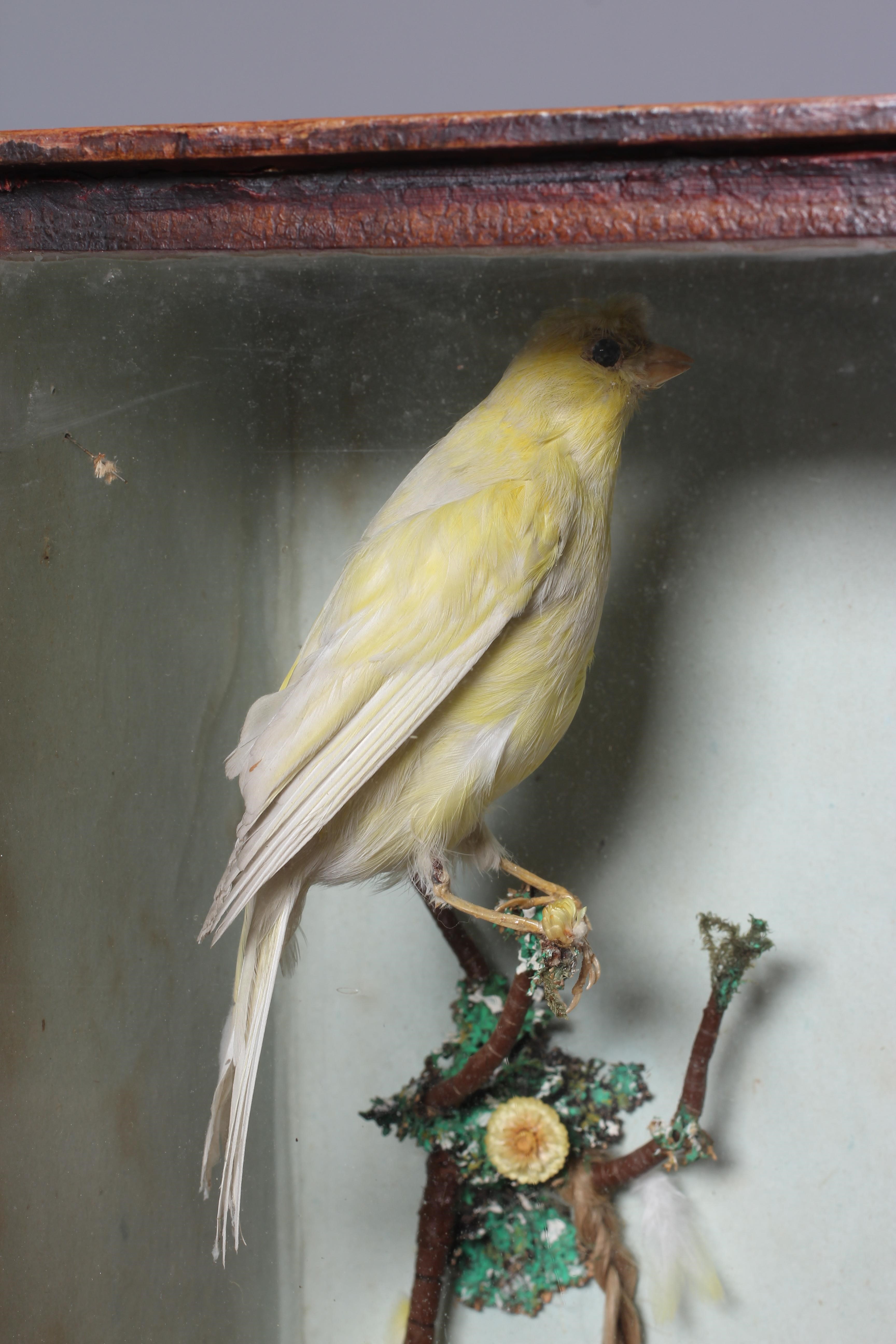 A wax head doll and taxidermy diorama Image