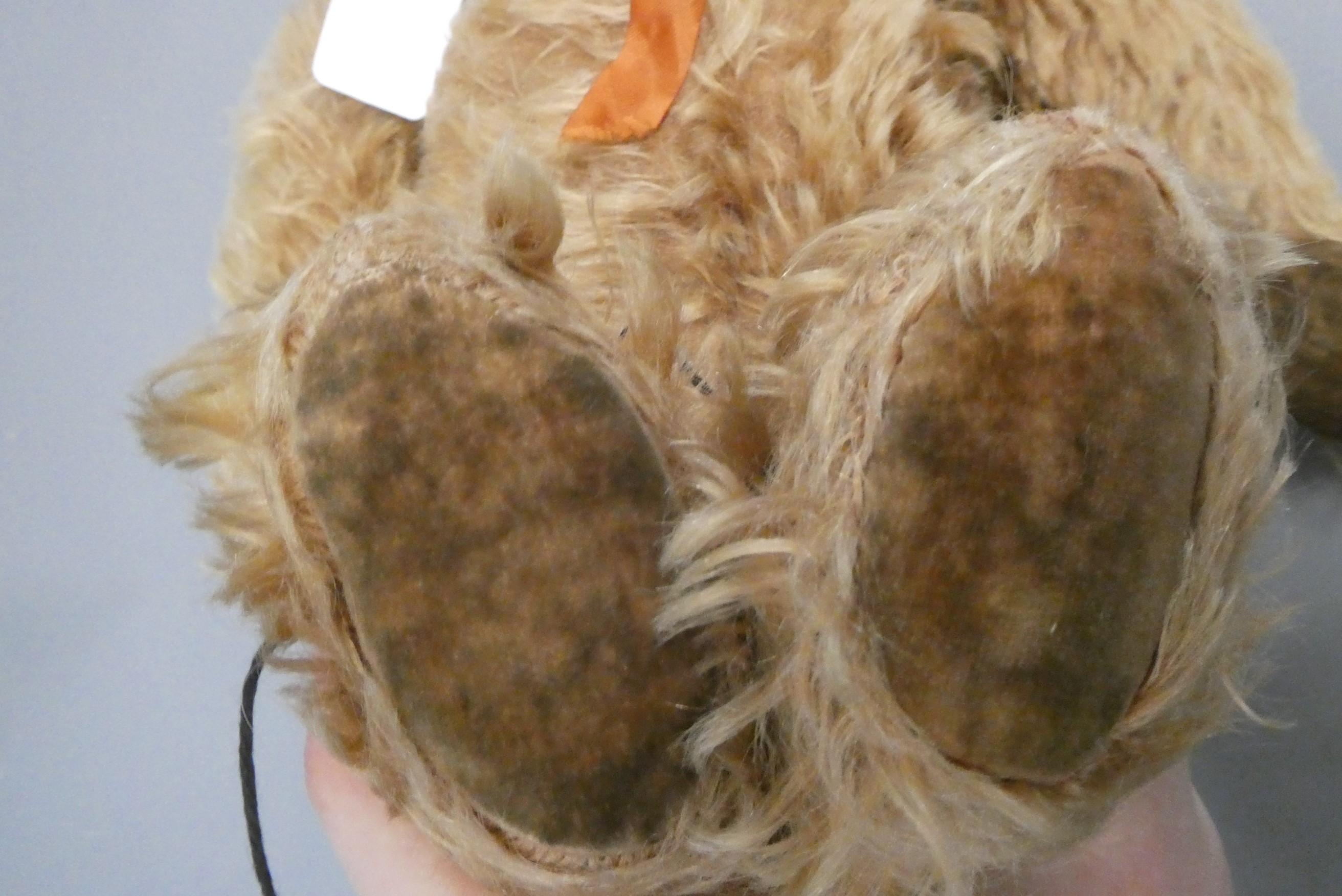A pre-war cinnamon long haired teddy bear, with sewn nose, clear glass eyes ands felt pads, 19 1/2" Image