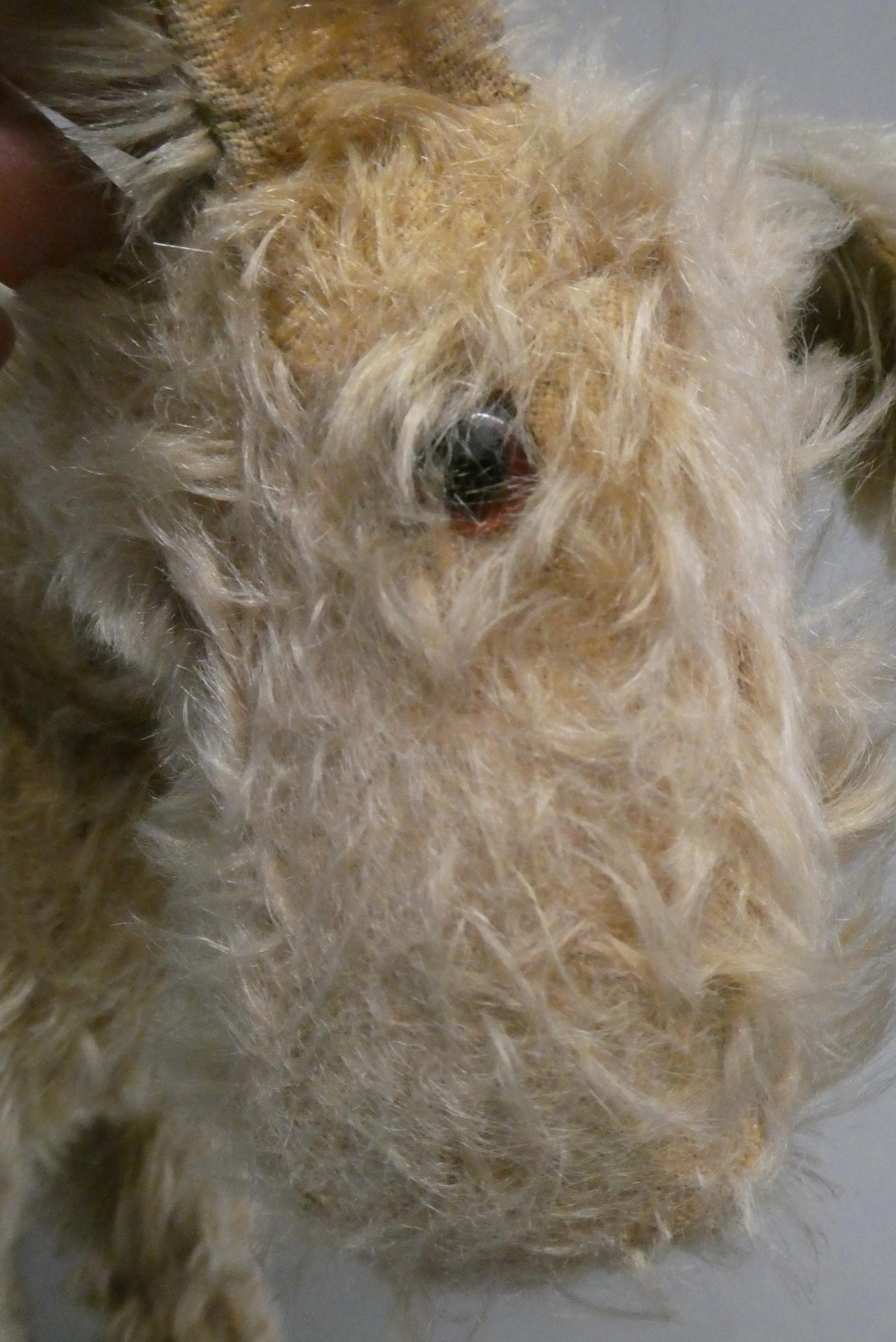 A vintage Chad Valley dog, with blond plush and amber eyes, 13" long (Est. plus 24% buyer's premium Image