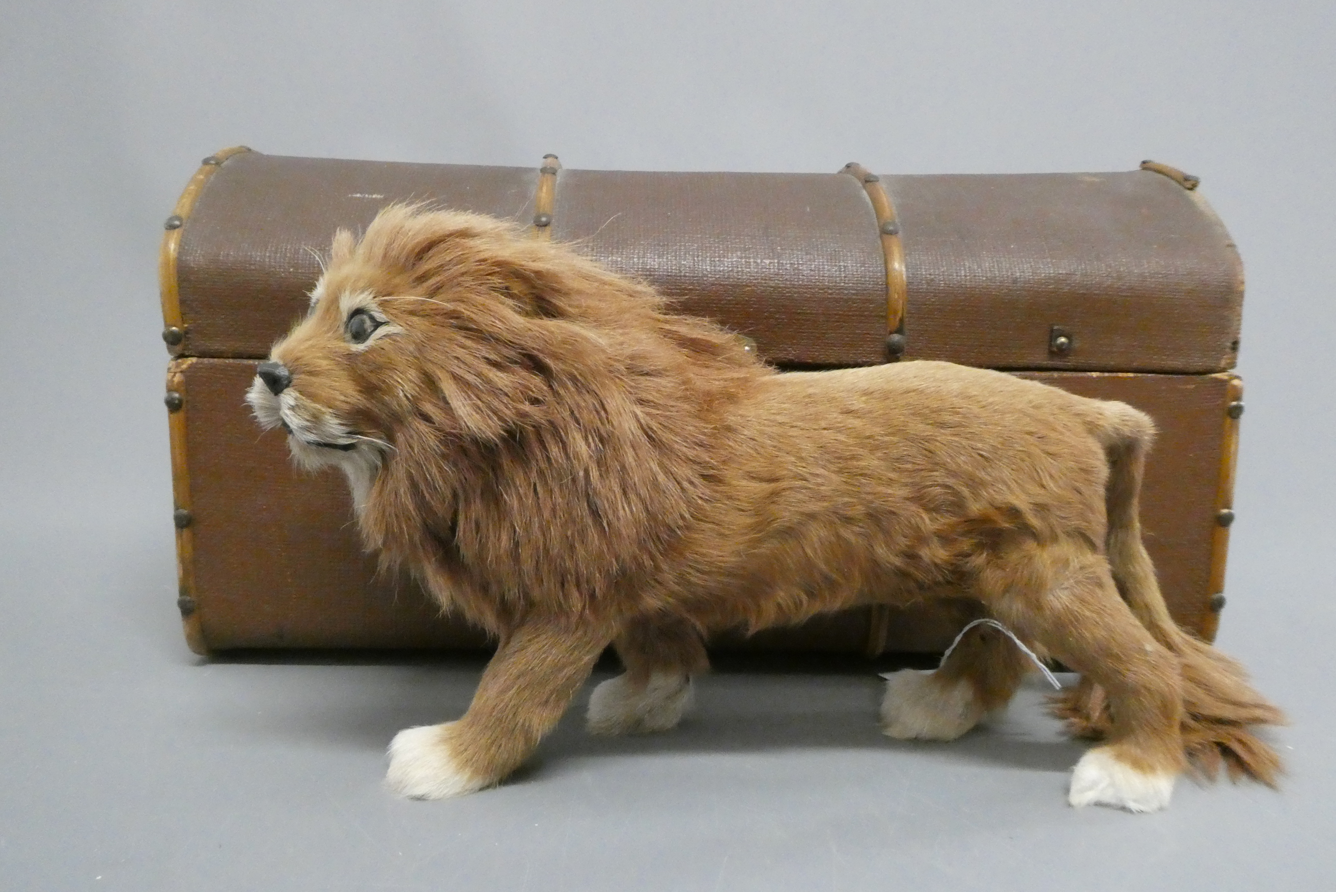 A real hair lion, with wooden carved nose, glass eyes, and hide body, 12 1/2" long, with a vintage Image