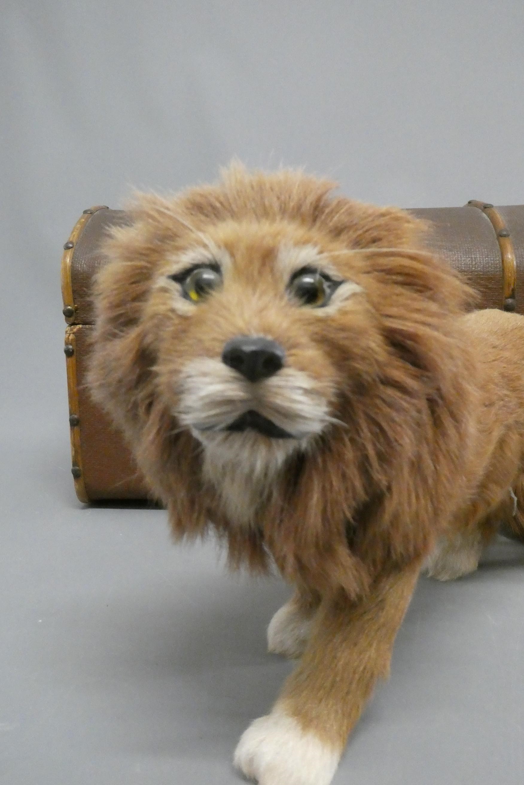 A real hair lion, with wooden carved nose, glass eyes, and hide body, 12 1/2" long, with a vintage Image