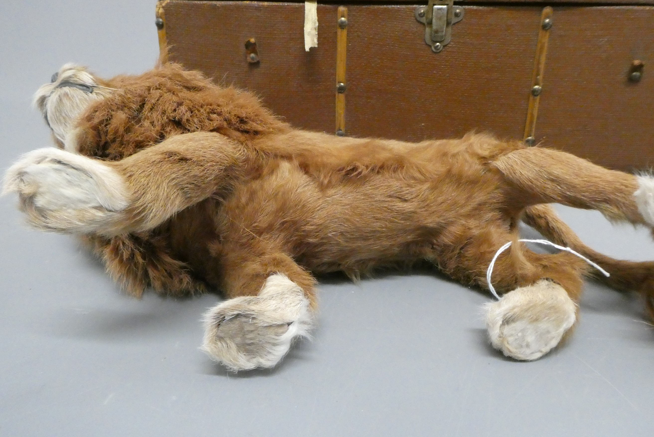 A real hair lion, with wooden carved nose, glass eyes, and hide body, 12 1/2" long, with a vintage Image