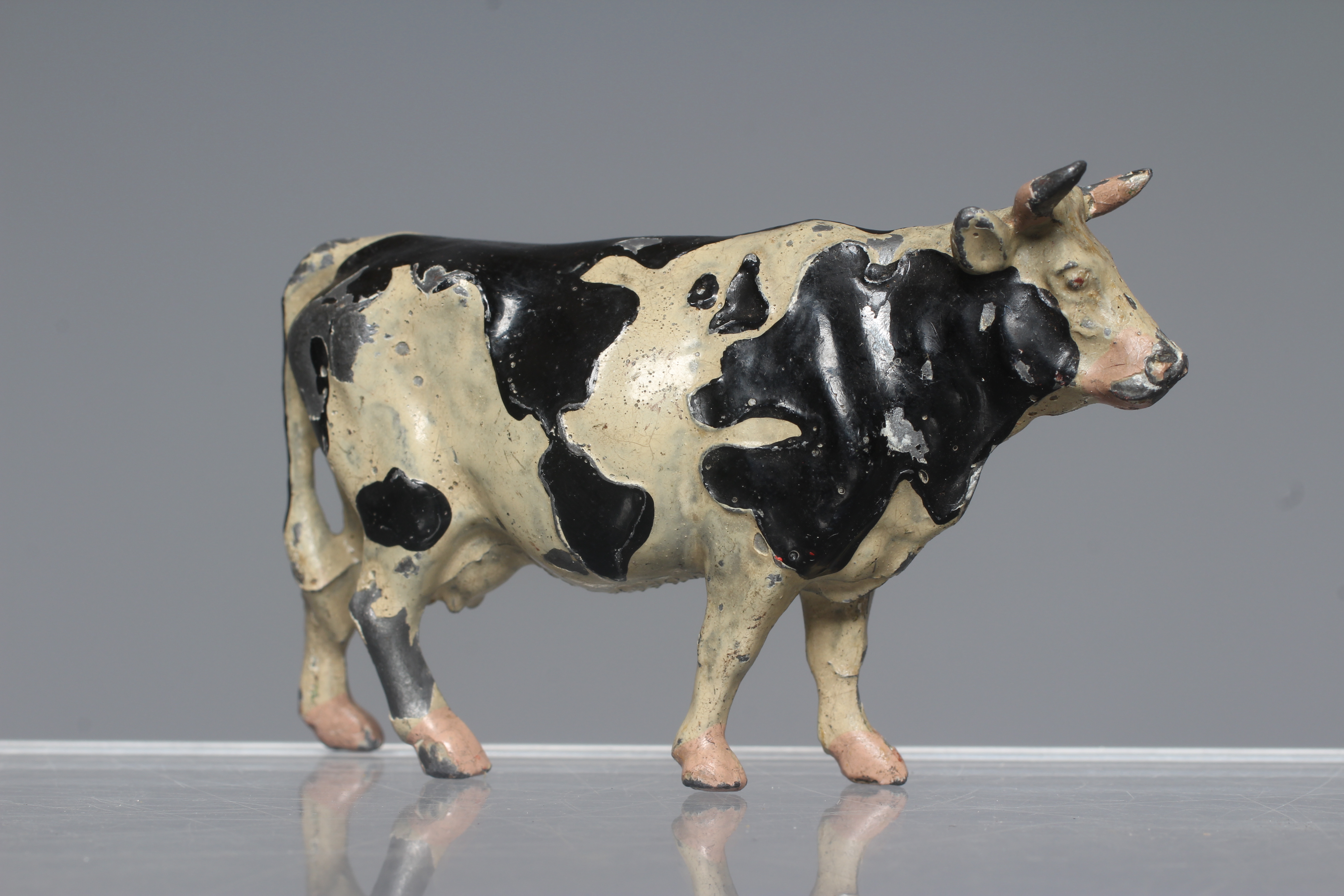 Britains world cow finished in black and white Image