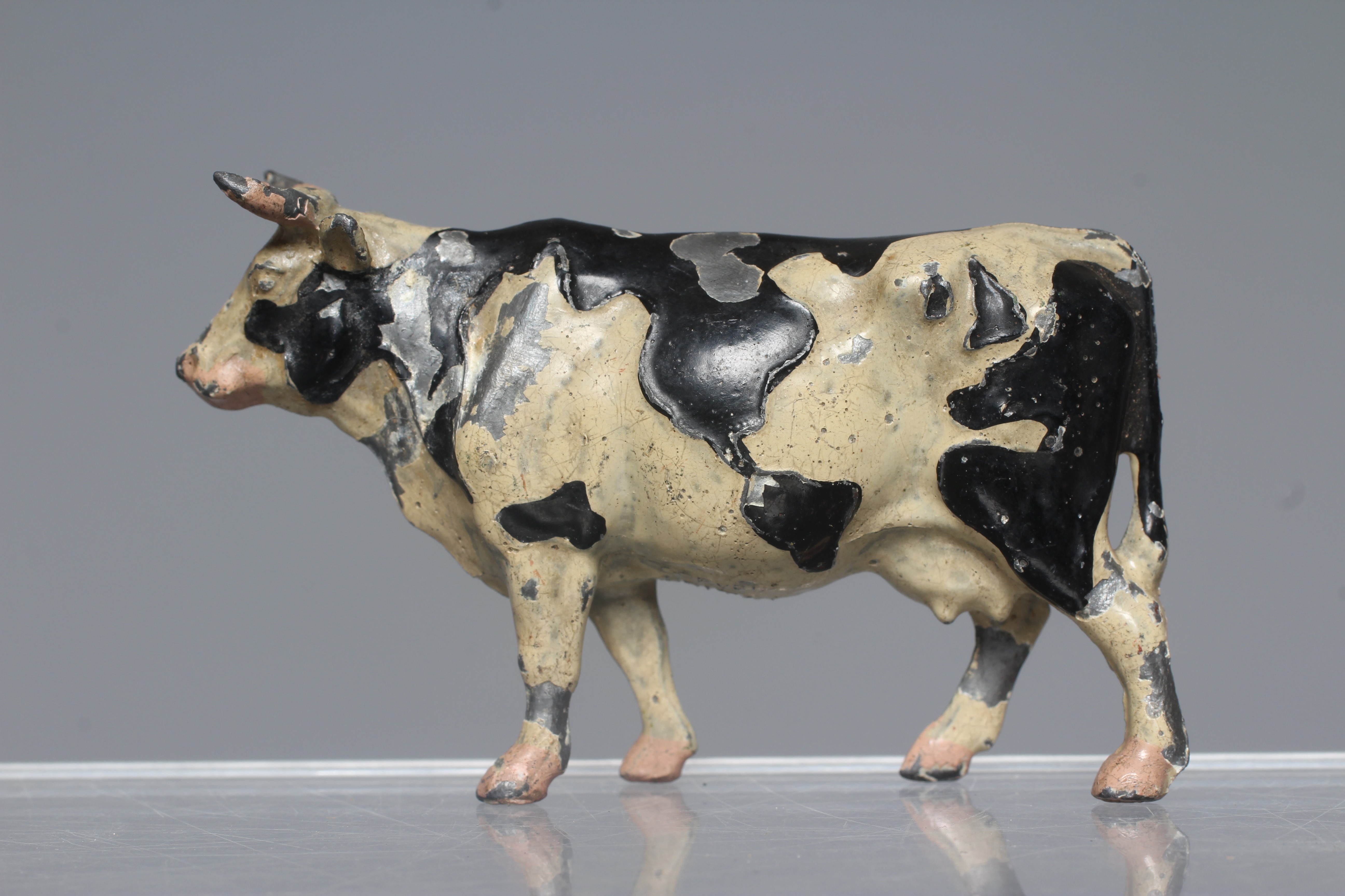 Britains world cow finished in black and white Image