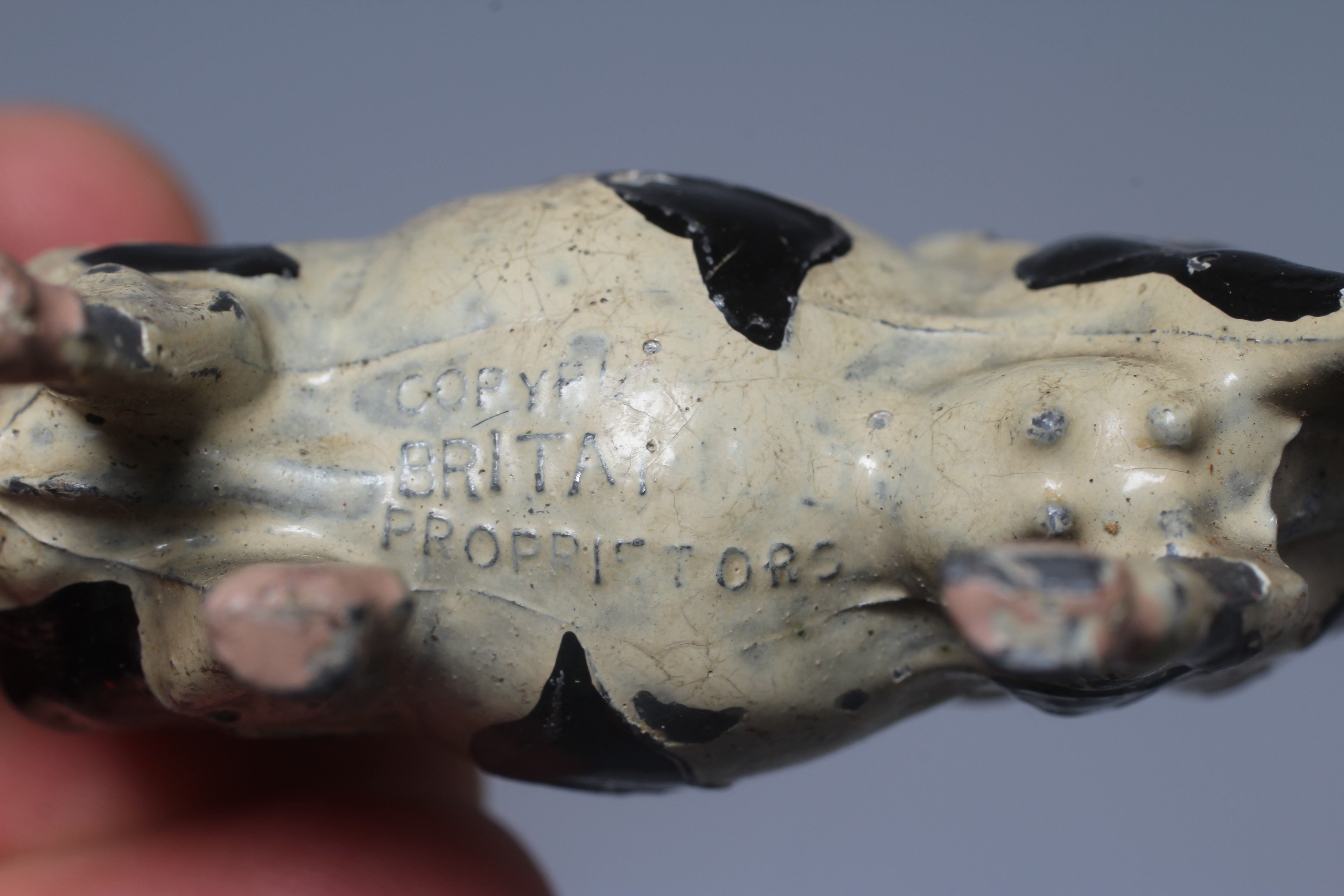 Britains world cow finished in black and white Image