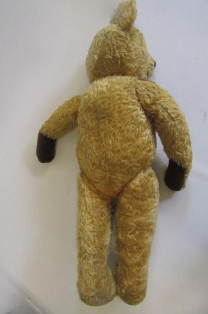 An English teddy bear Image