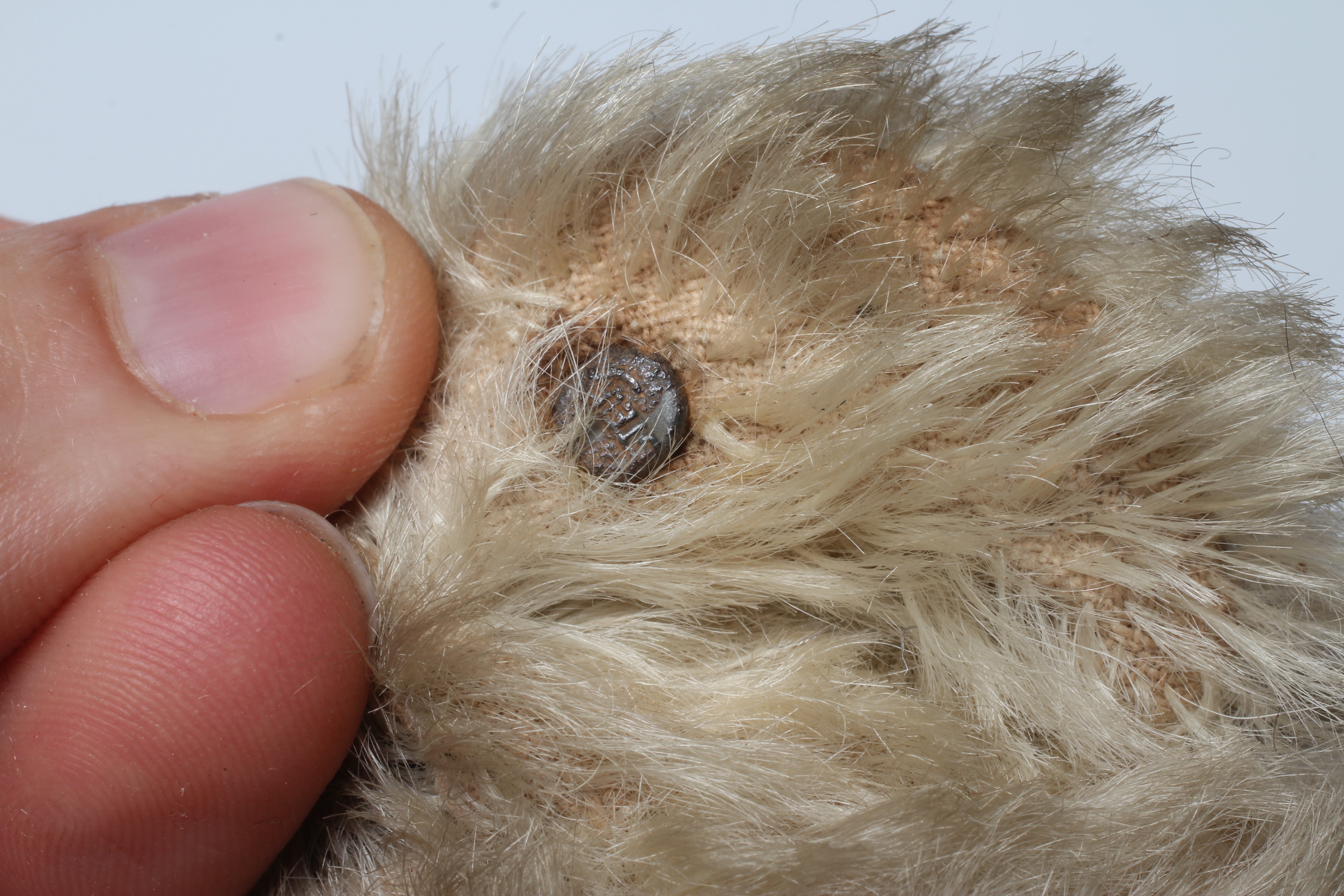 Rare Steiff white jointed teddy bear, with shoe button eyes, sewn nose, metal ear stud and felt Image