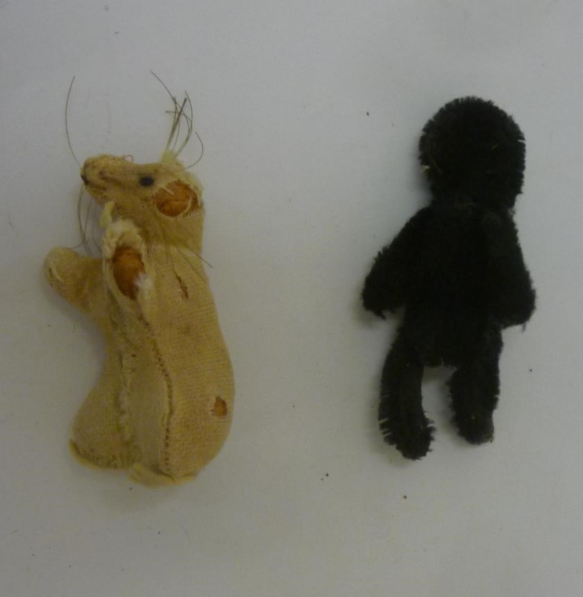 A miniature "soldier" cat Image