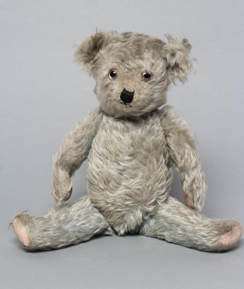 A rare blue teddy Image