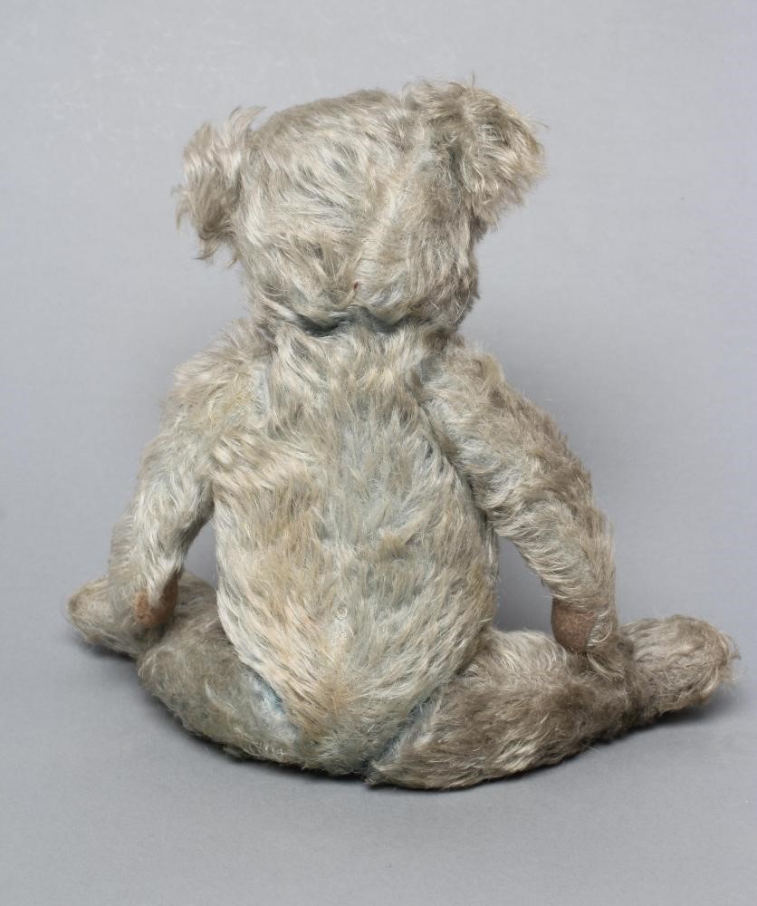 A rare blue teddy Image