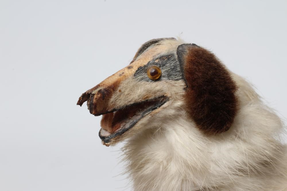 A borzoir dog for a French fashion doll Image