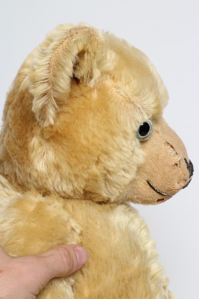 An English teddy bear Image