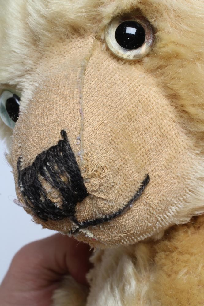 An English teddy bear Image