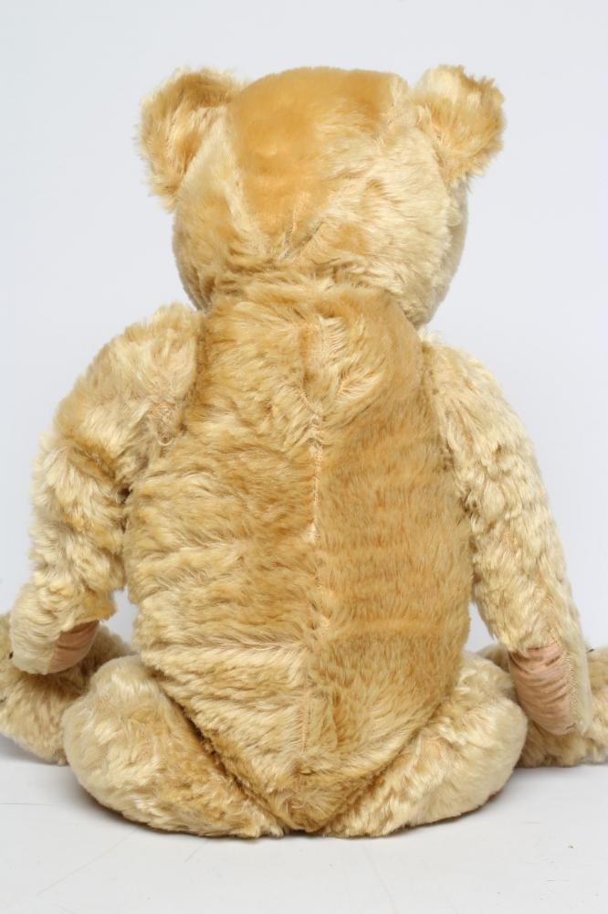 An English teddy bear Image