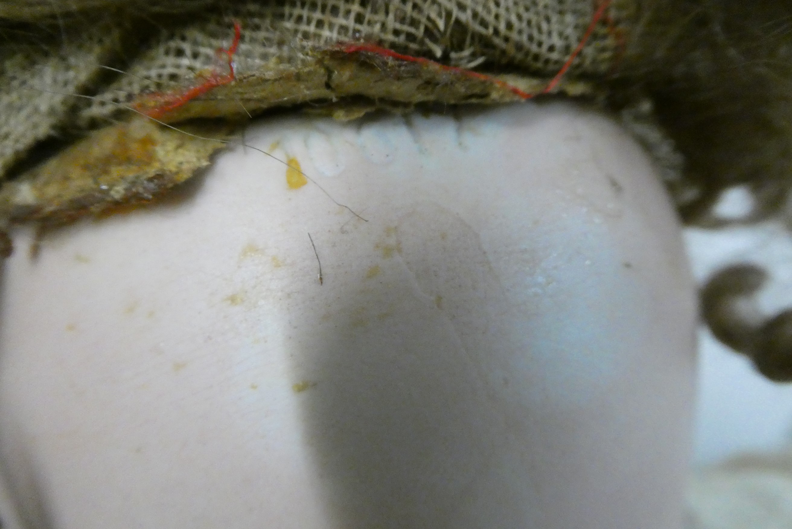 A Heubach bisque socket head doll, with blue glass sleeping eyes, open mouth, teeth, tongue, bent Image