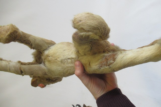 Two real hair plush animals Image