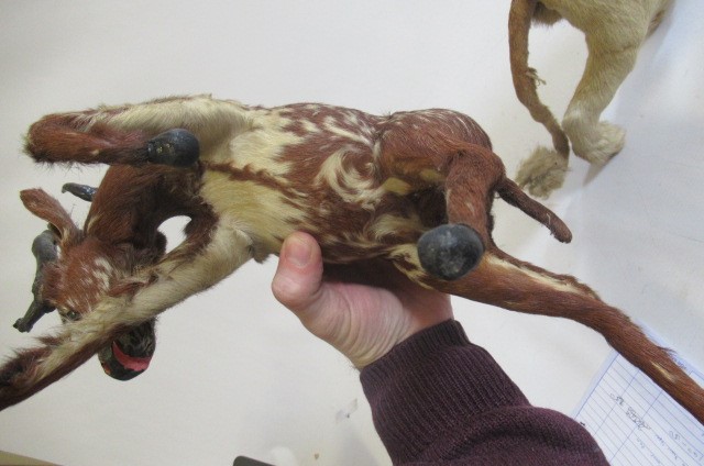 Two real hair plush animals Image