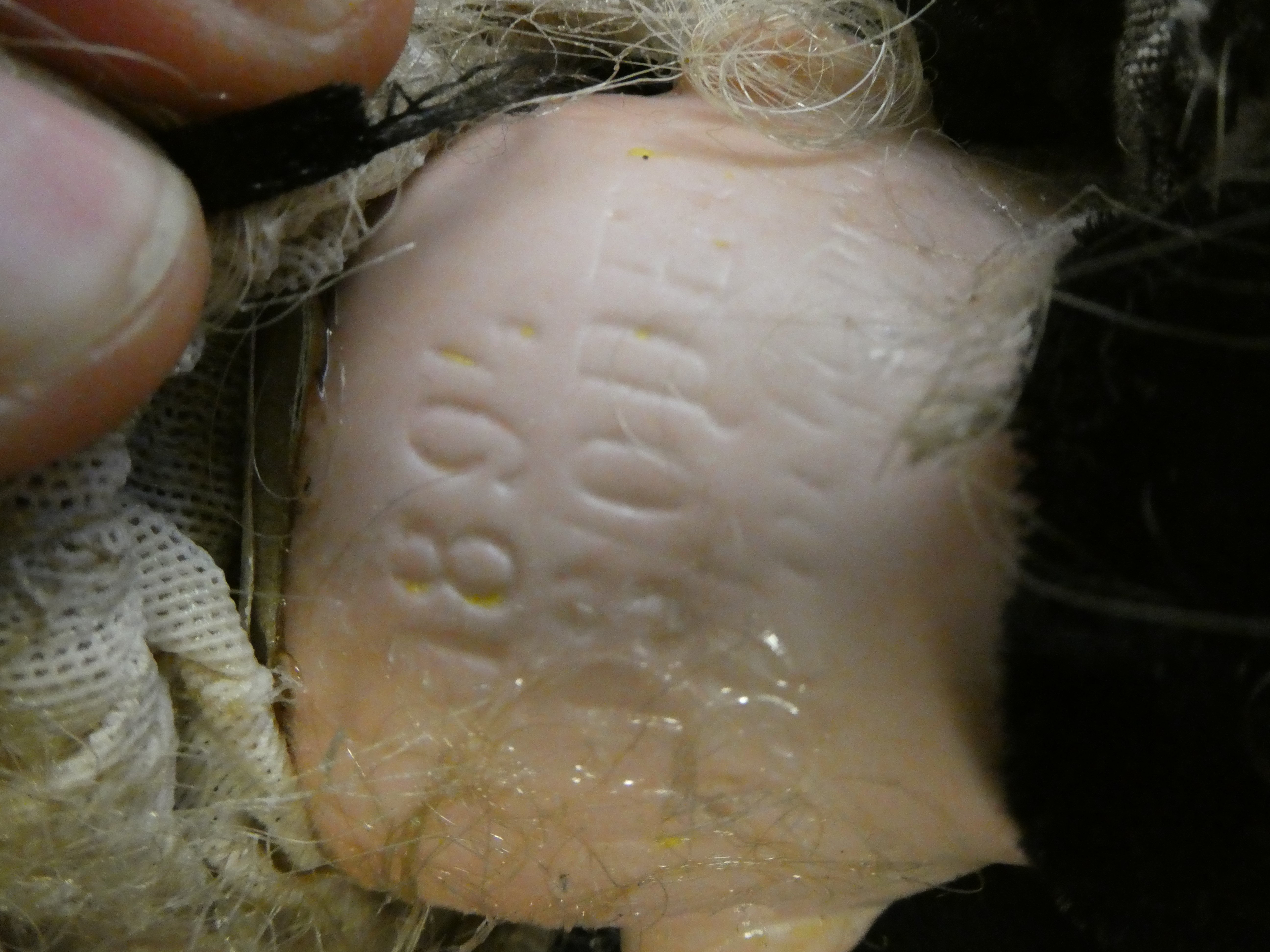 Two Armand Marseille bisque shoulder head dolls Image