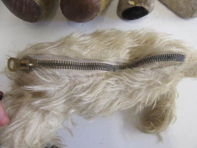 A long haired handbag dog Image