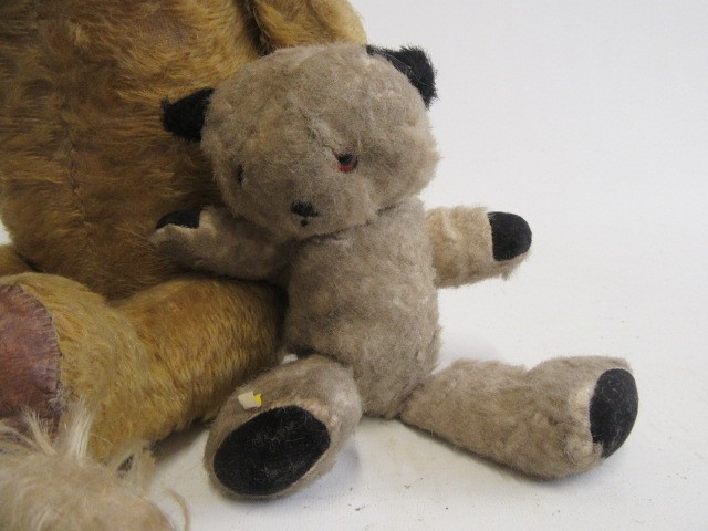 A long haired handbag dog Image