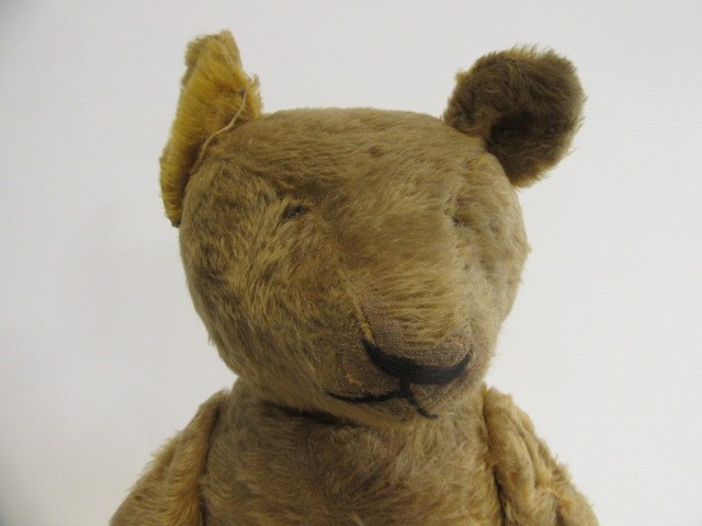 A long haired handbag dog Image