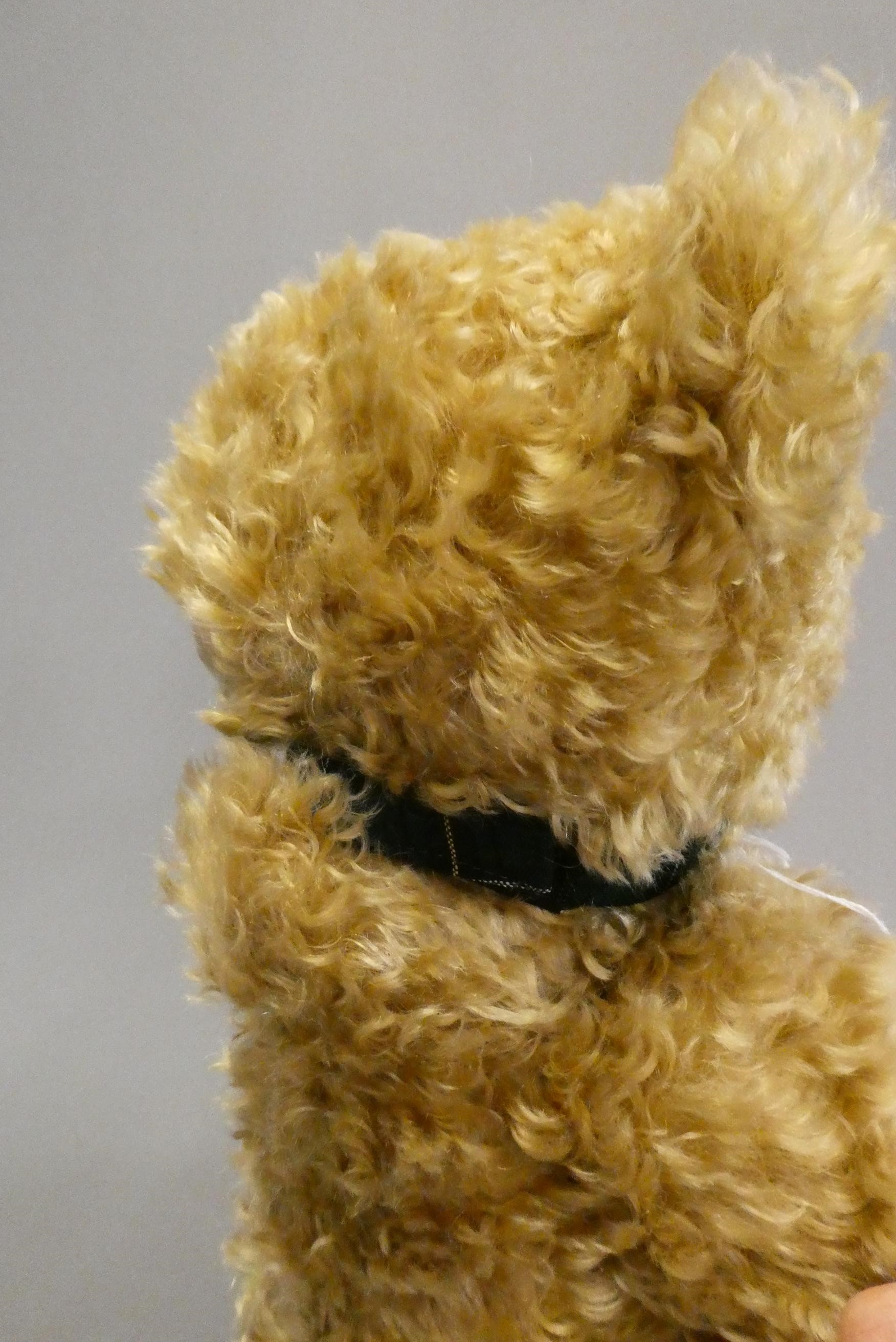 A large Steiff growling teddy bear, with long orange curly plush, sewn nose, all black eyes, felt Image