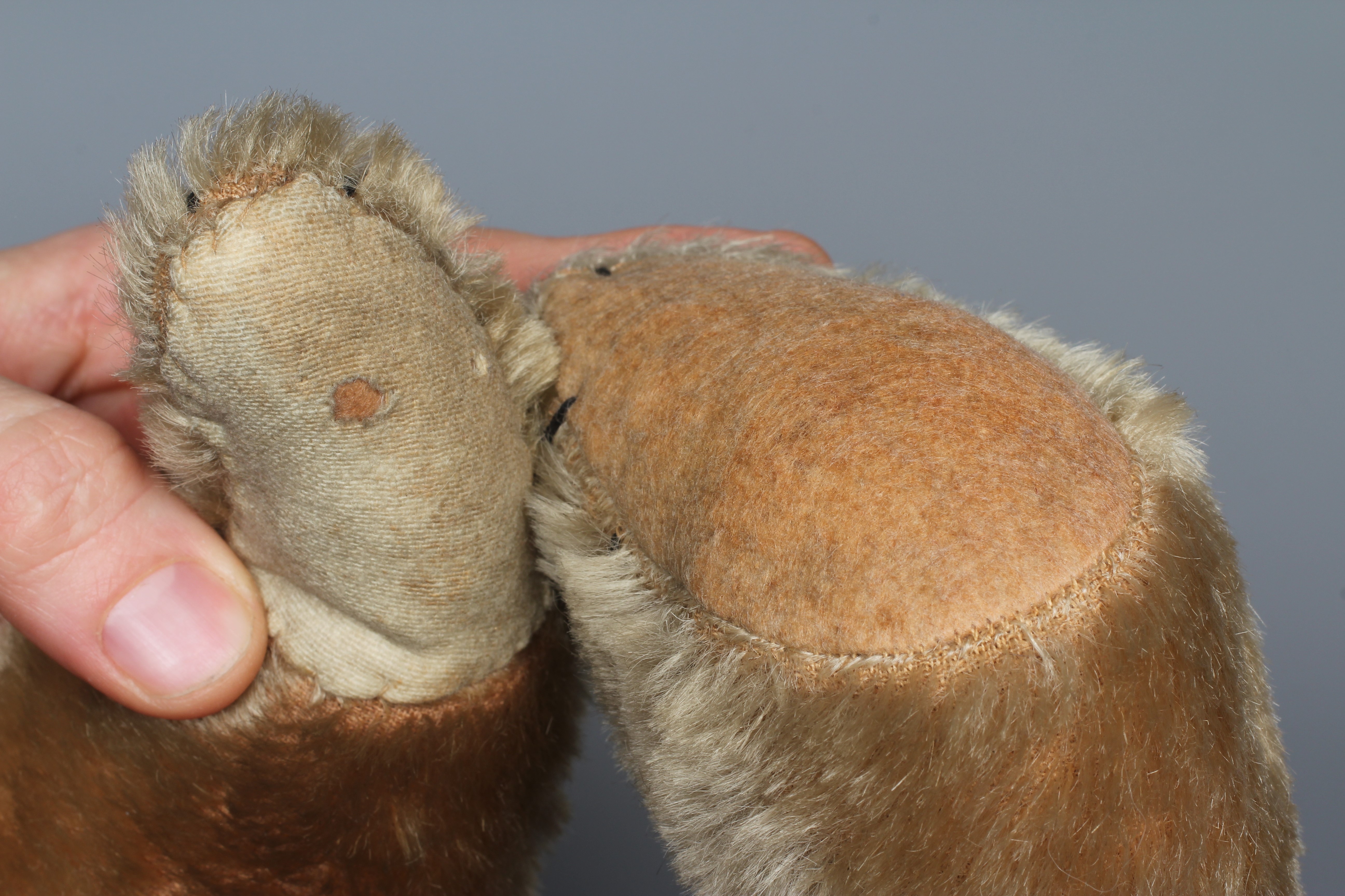 An early teddy bear, circa 1920, with shoe button eyes, sewn nose, long snout, back hump, Image