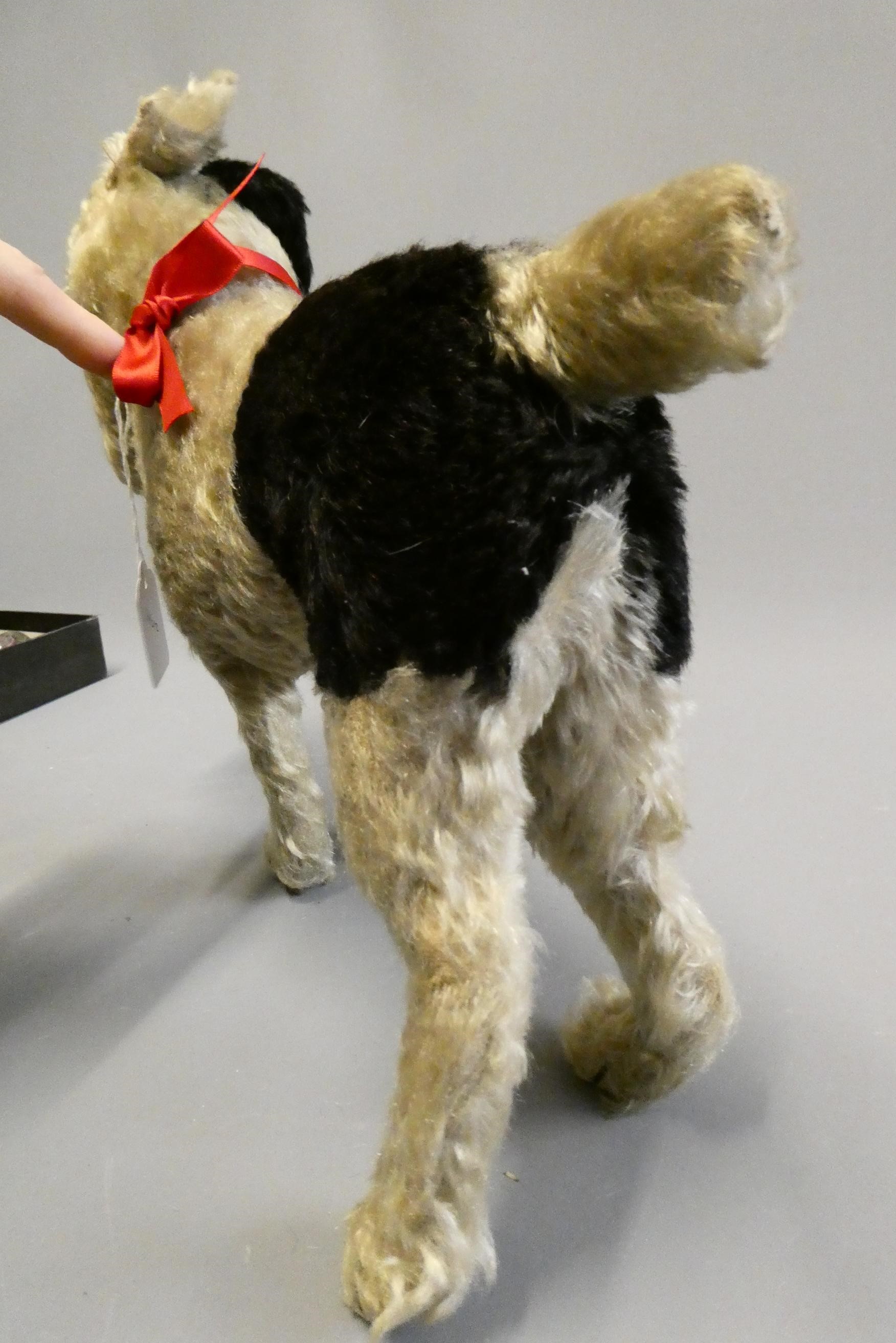 A rare Steiff Airedale(?) terrier, with amber glass eyes, sewn nose, white plush with black spots, Image