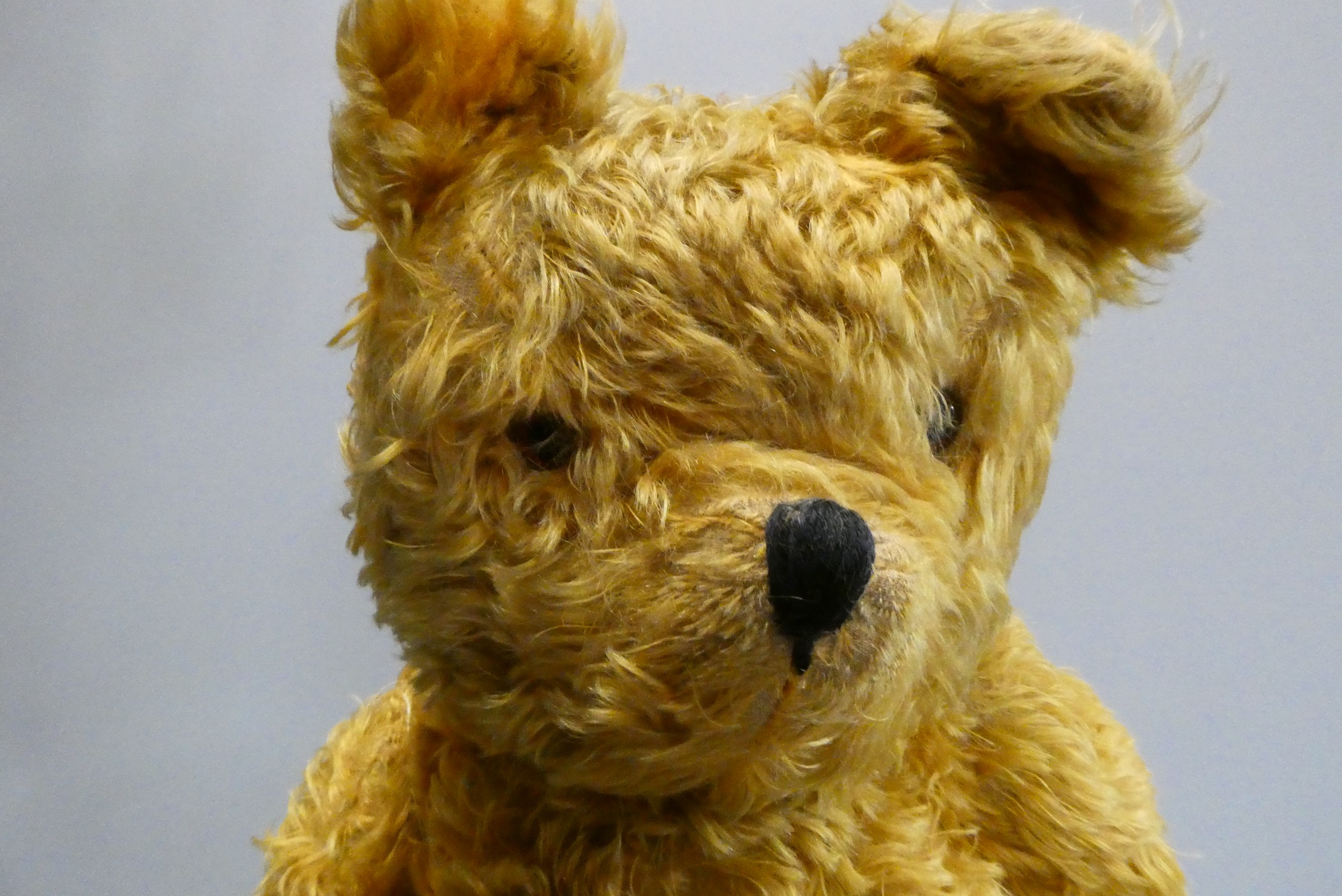 A large teddy bear, thought to be a Chad Valley shop display, with amber glass eyes, long plush and Image