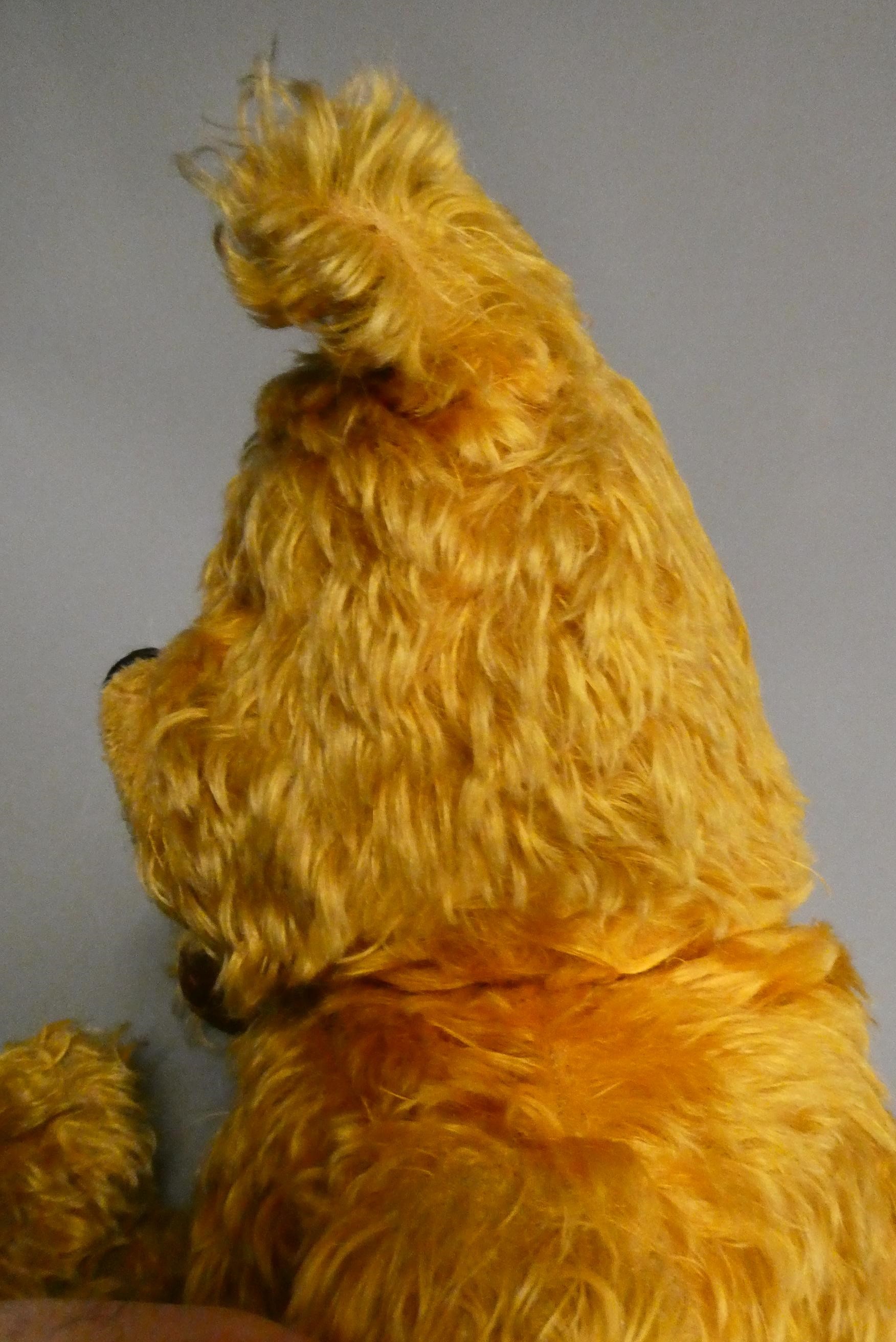 A large teddy bear, thought to be a Chad Valley shop display, with amber glass eyes, long plush and Image