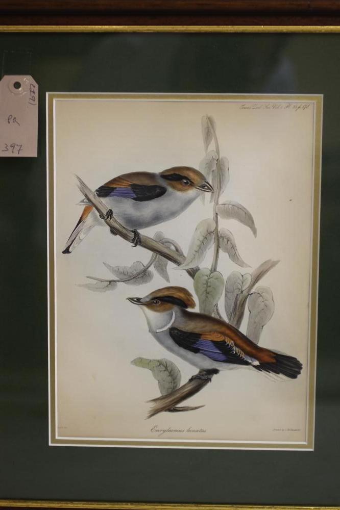 JOHN AND ELIZABETH GOULD (19th Century) Image