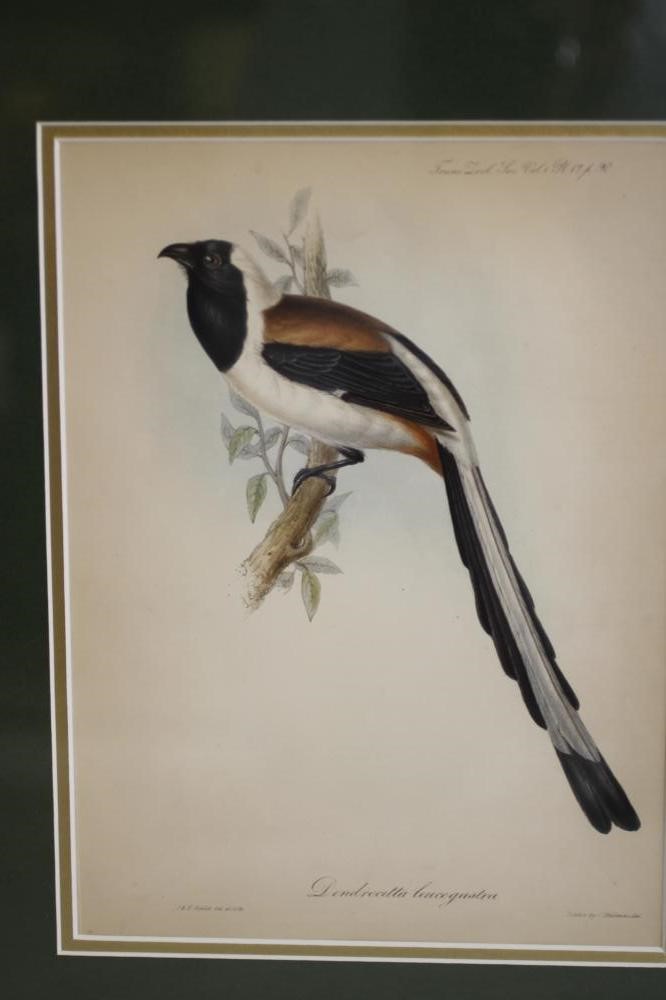 JOHN AND ELIZABETH GOULD (19th Century) Image