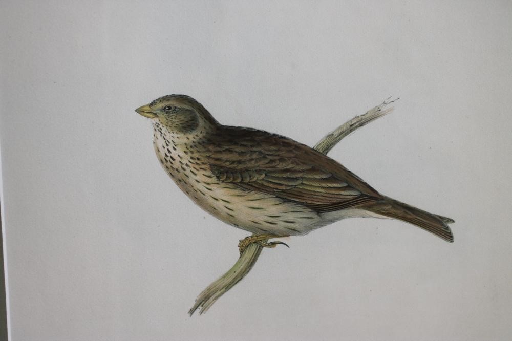 JOHN AND ELIZABETH GOULD (19th Century) Image