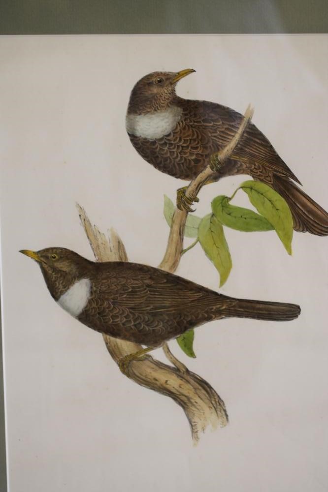 JOHN AND ELIZABETH GOULD (19th Century) Image