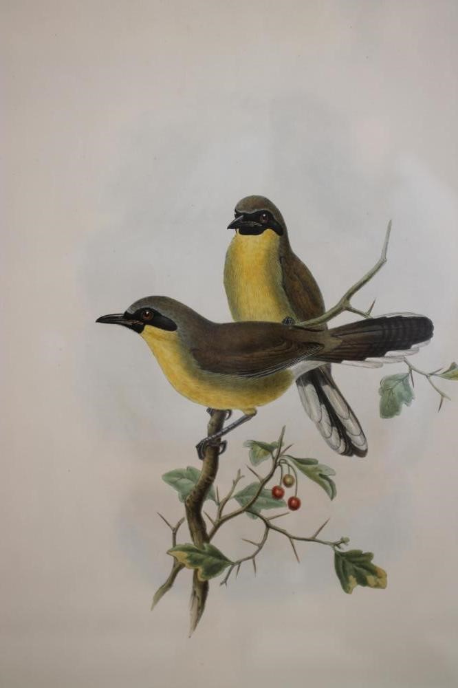 JOHN GOULD AND WILLIAM M HART (19th Century) Image