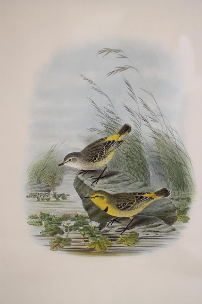 JOHN GOULD AND WILLIAM HART (19th Century) Image