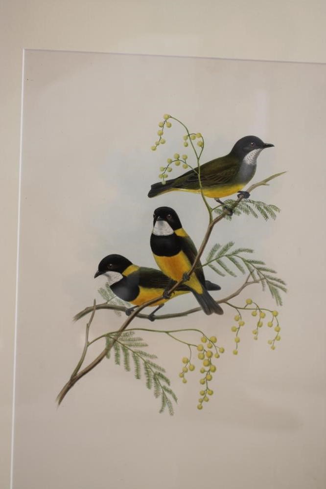 JOHN GOULD AND WILLIAM HART (19th Century) Image