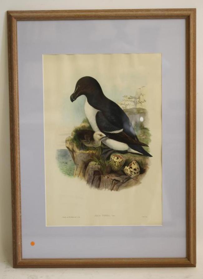 JOHN GOULD and H C RICHTER (19th Century) Image