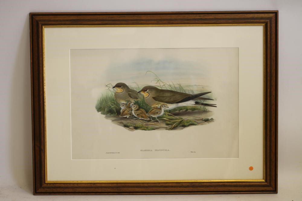 JOHN GOULD and H C RICHTER (19th Century) Image