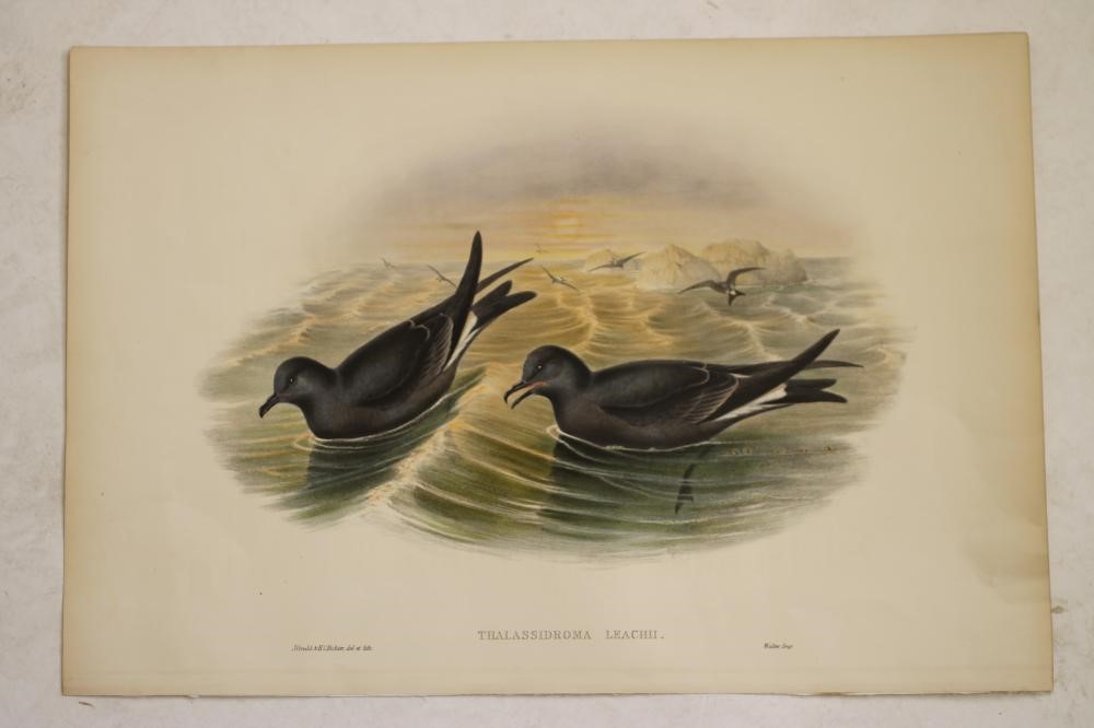 JOHN GOULD and H C RICHTER (19th Century) Image