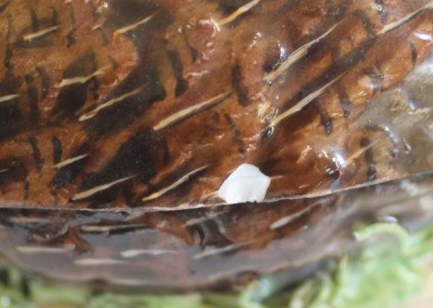 A PAIR OF MEISSEN PORCELAIN SMALL TUREENS AND COVERS Image