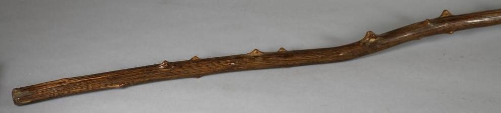 A VICTORIAN THORN WALKING STICK Image